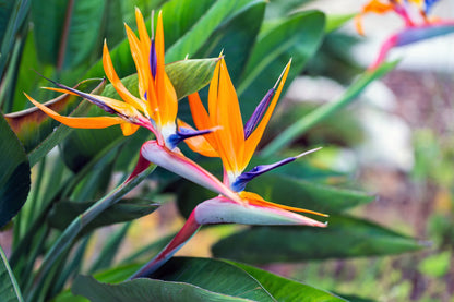 Bird of Paradise (Strelitzia reginae) Seeds – 5 ct
