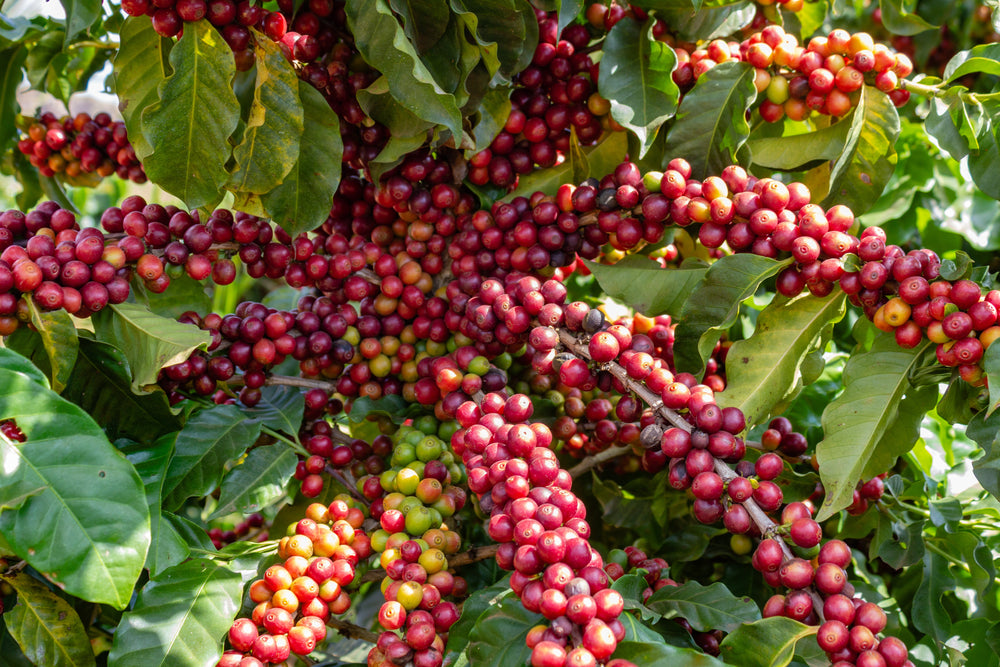15 Arabica Coffee  Seeds