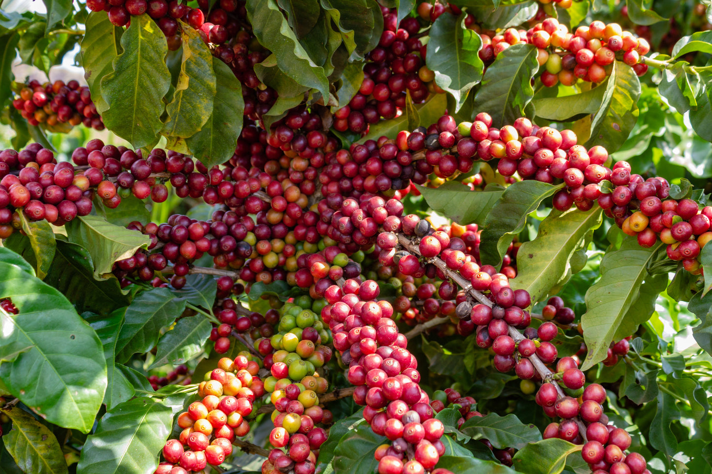15 Arabica Coffee  Seeds