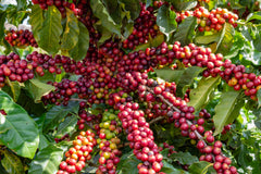15 Arabica Coffee  Seeds