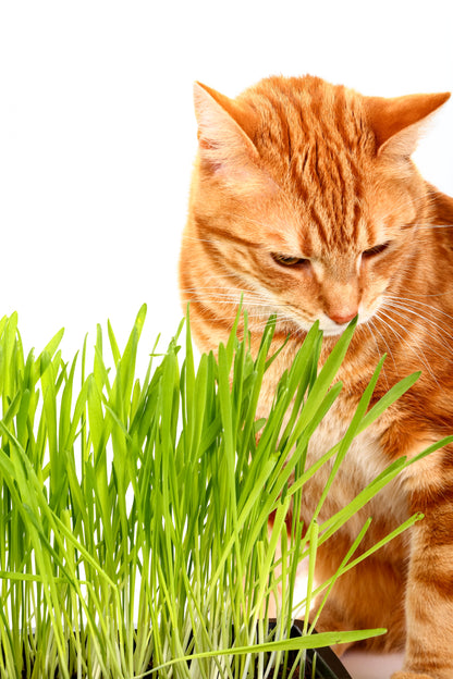 500 Cat Grass/Wheat Grass (Triticum Aestivum) Seeds