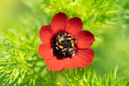 10 Adonis/Pheasant's Eye (Adonis Aestivalis) Seeds