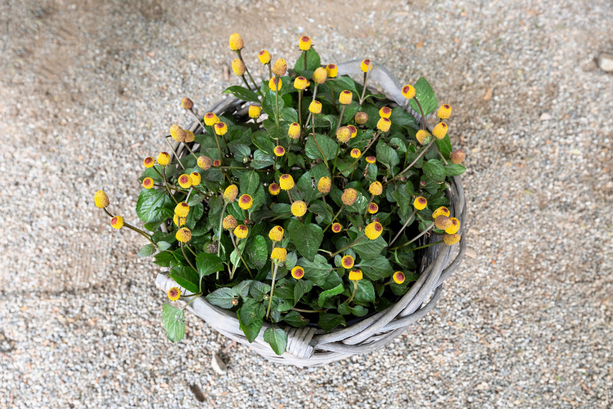 100 Toothache Plant (Spilanthes Oleracea) Seeds
