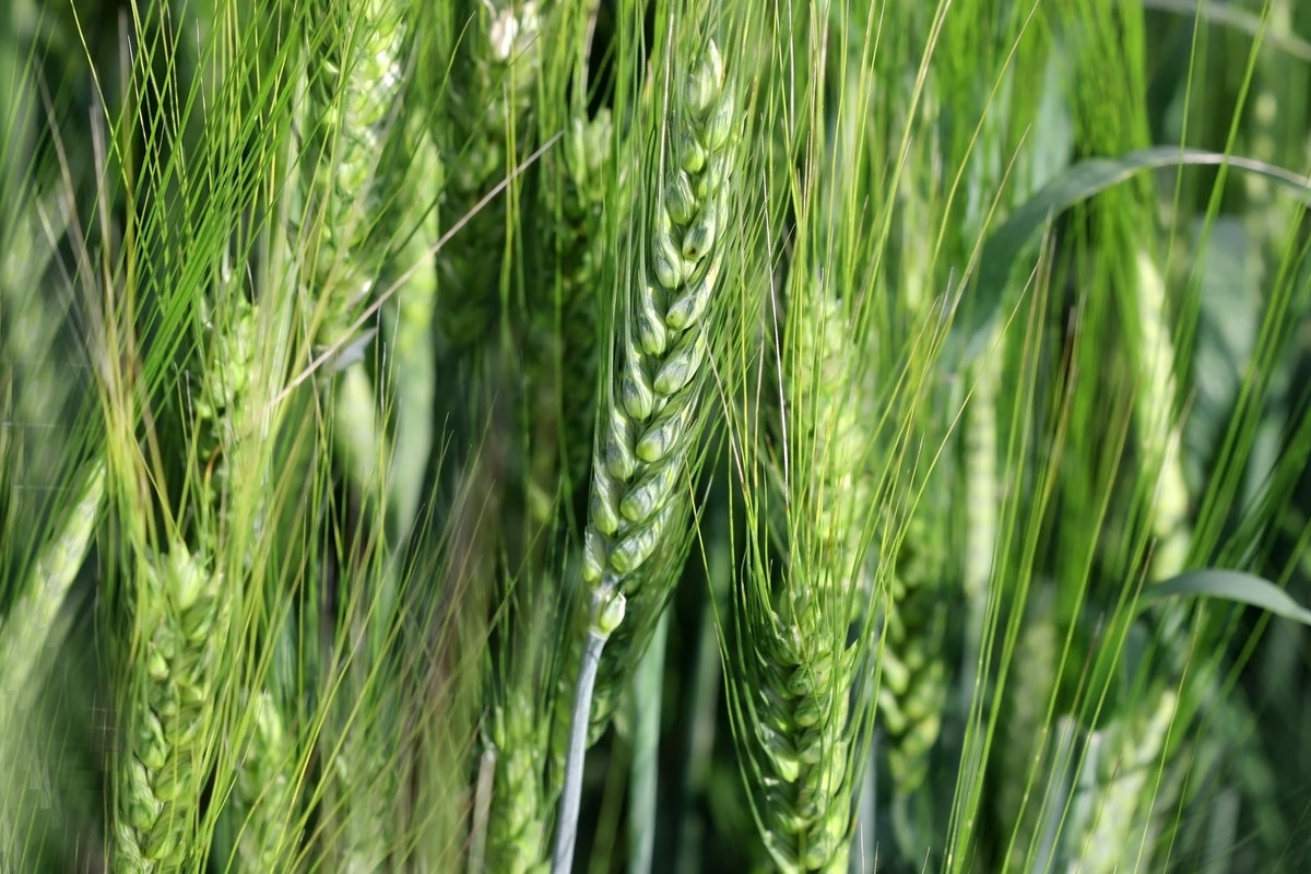 Wrens Abruzzi Winter Rye (Secale cereale) Seeds – 300 ct
