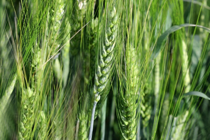 Wrens Abruzzi Winter Rye (Secale cereale) Seeds – 300 ct