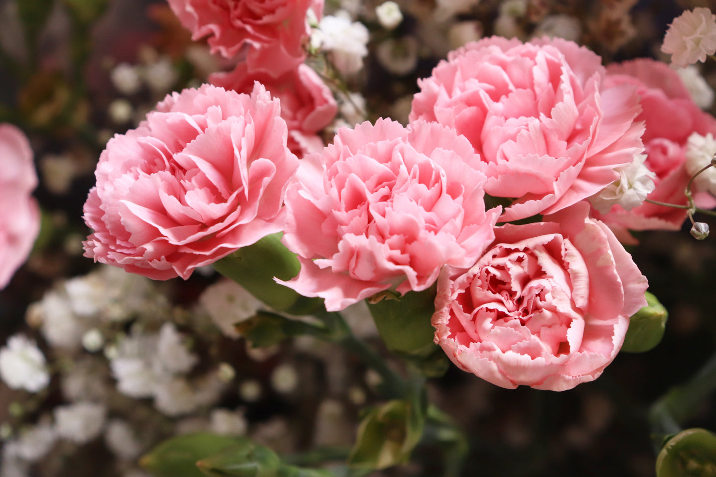 50 La France Carnation (Dianthus Caryophyllus Chabaud) Seeds