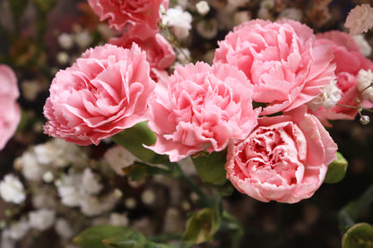 50 La France Carnation (Dianthus Caryophyllus Chabaud) Seeds