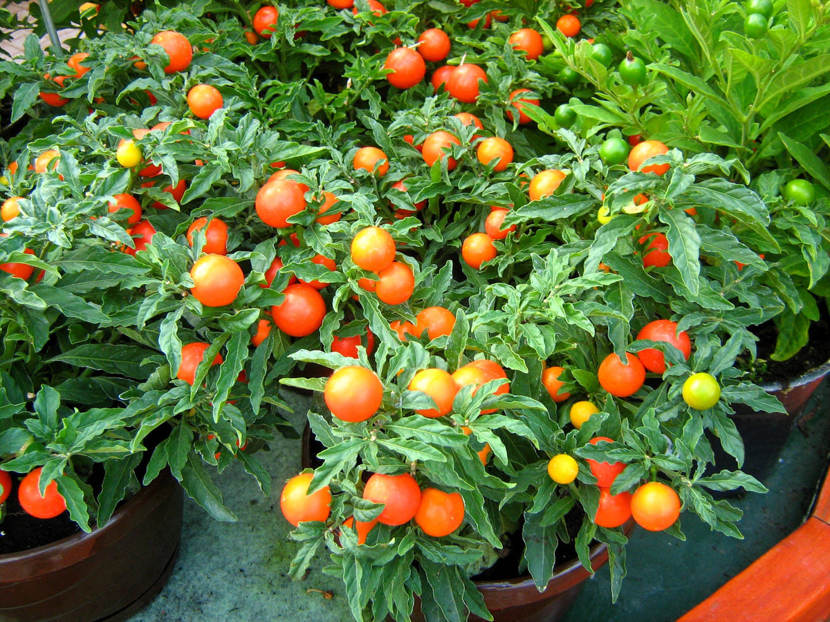 Tiny Tim Dwarf Cherry Tomato (Solanum lycopersicum) Seeds – 500 ct