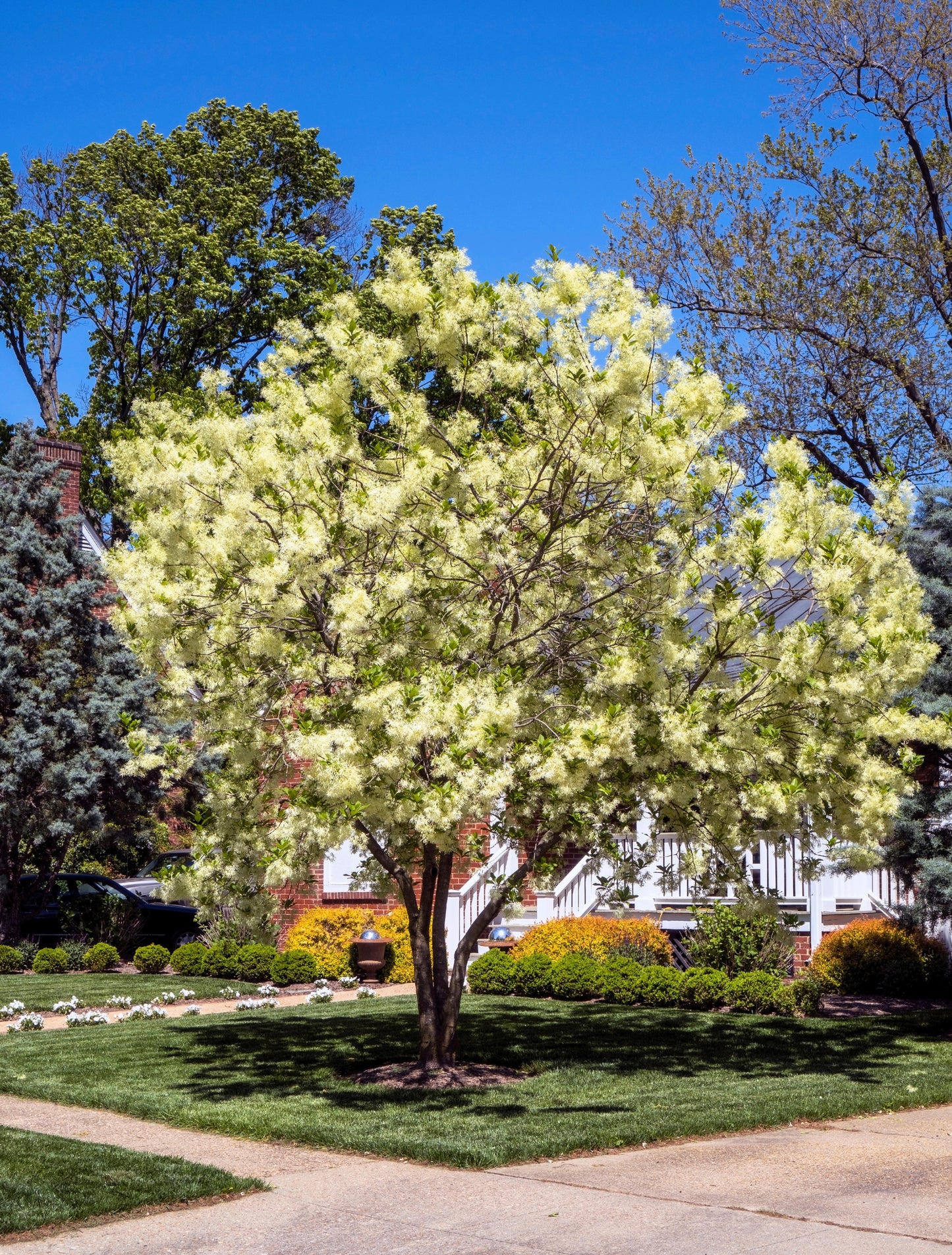 3 Fringe Tree (Chionanthus Virginicus) Seeds