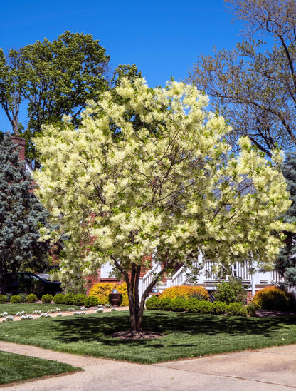 3 Fringe Tree (Chionanthus Virginicus) Seeds