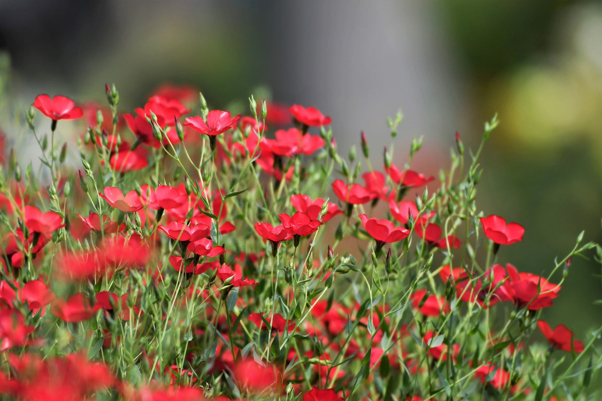 500 Red Scarlet Flax (Linum Grandiflorum Rubrum) Seeds