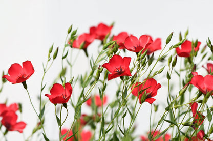 500 Red Scarlet Flax (Linum Grandiflorum Rubrum) Seeds