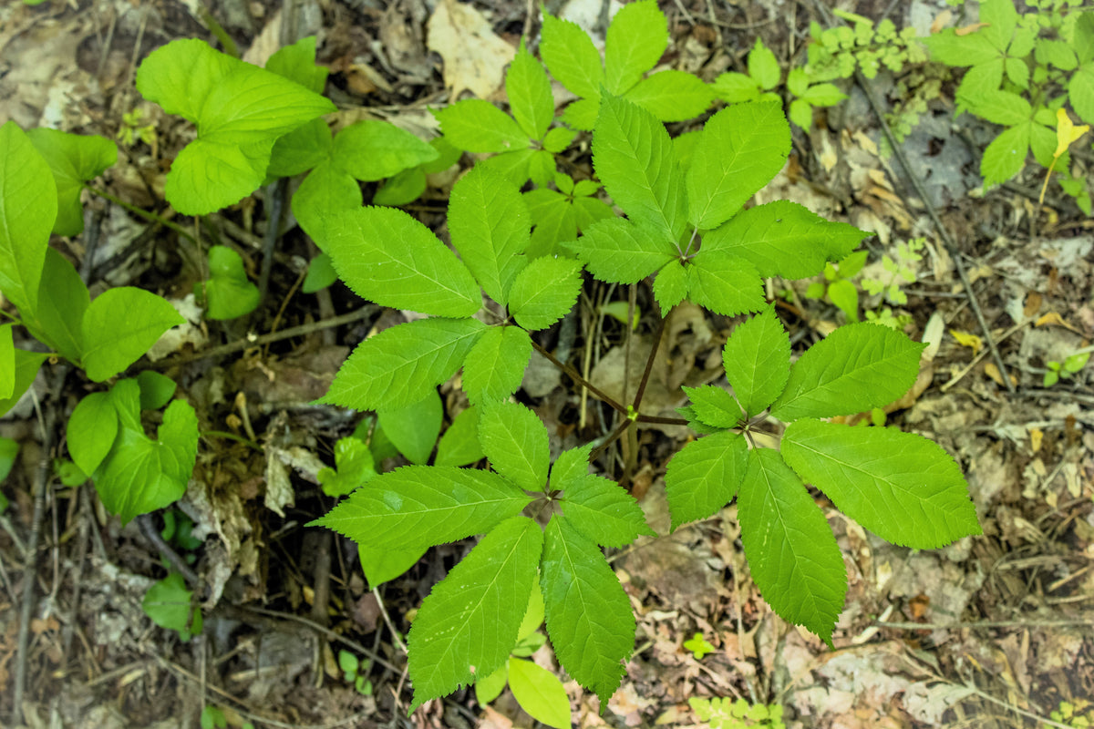 American Ginseng (Panax quinquefolius) Seeds – 25 ct
