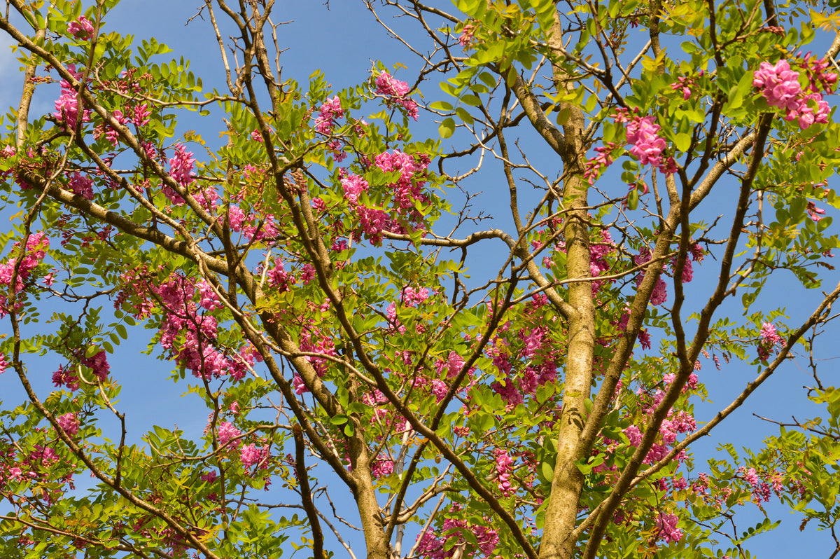 Rose Locust (Robinia hispida) Seeds – 15 ct