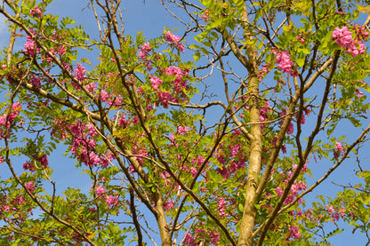 Rose Locust (Robinia hispida) Seeds – 15 ct