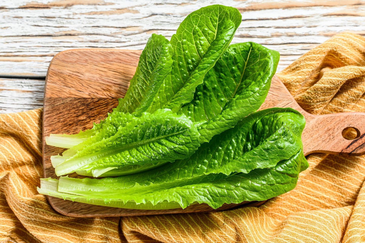 3000 Parris Island Romaine Lettuce (Lactuca Sativa) Seeds