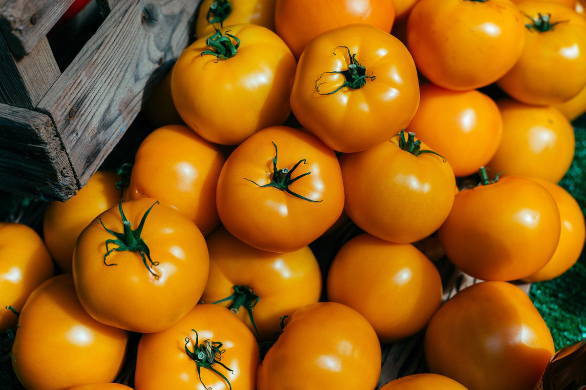 Golden Jubilee Tomato (Solanum lycopersicum) Seeds – 150 ct