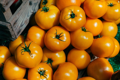 Golden Jubilee Tomato (Solanum lycopersicum) Seeds – 150 ct