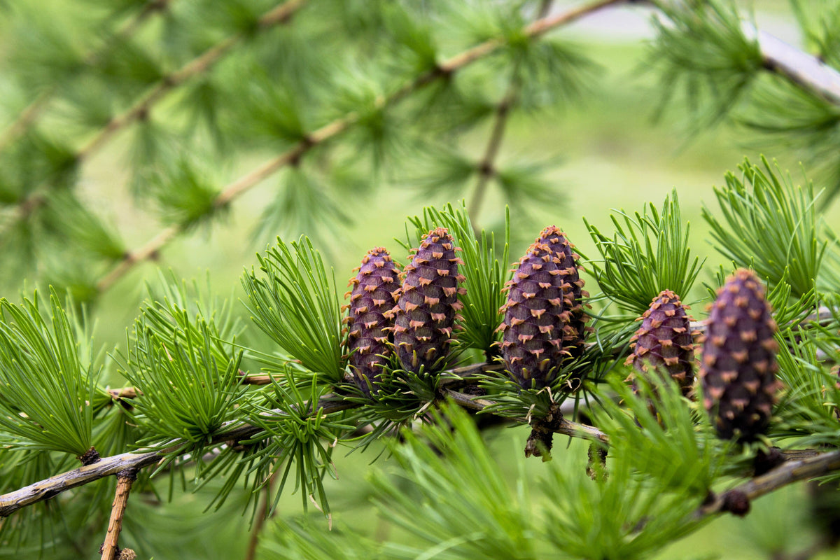 25 European Larch Tree (Larix Decidua) Seeds
