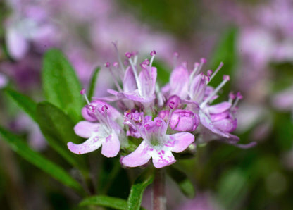 10,000 Bulk Lemon Thyme (Thymus Pulegioides) Seeds