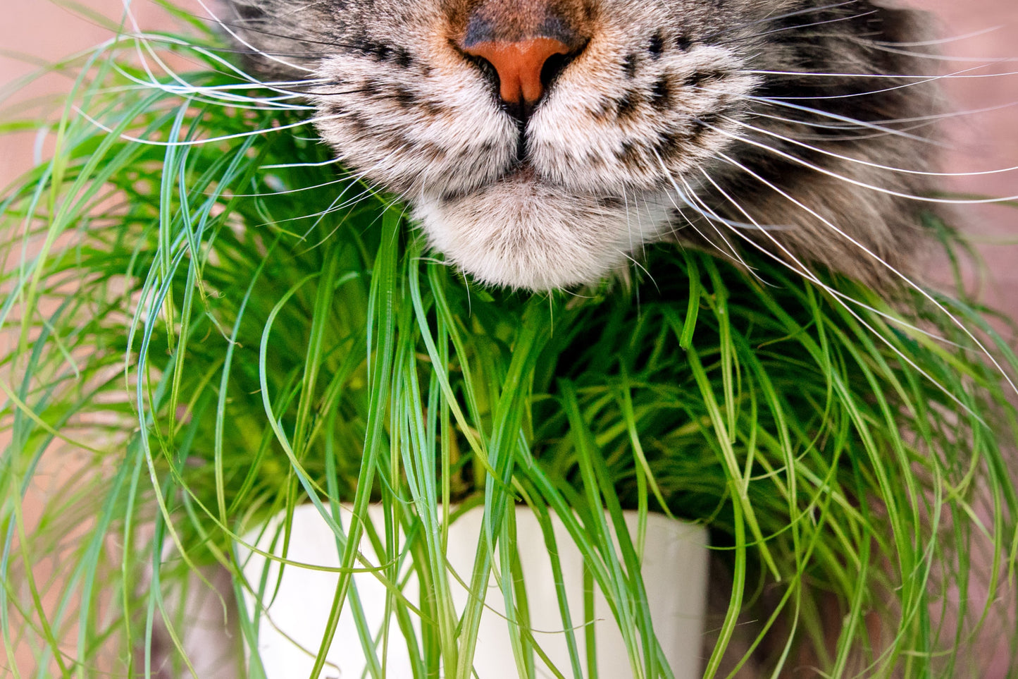 500 Cat Grass/Wheat Grass (Triticum Aestivum) Seeds