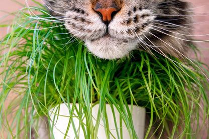 500 Cat Grass/Wheat Grass (Triticum Aestivum) Seeds