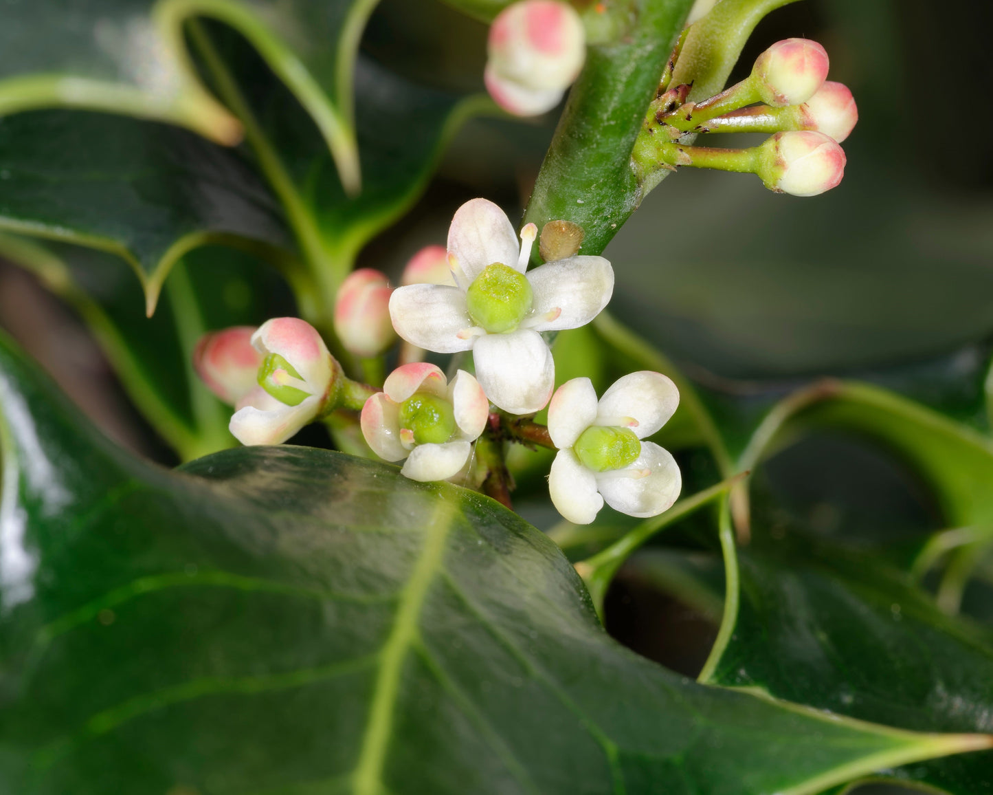 40 English Holly (Ilex Aquifolium) Seeds