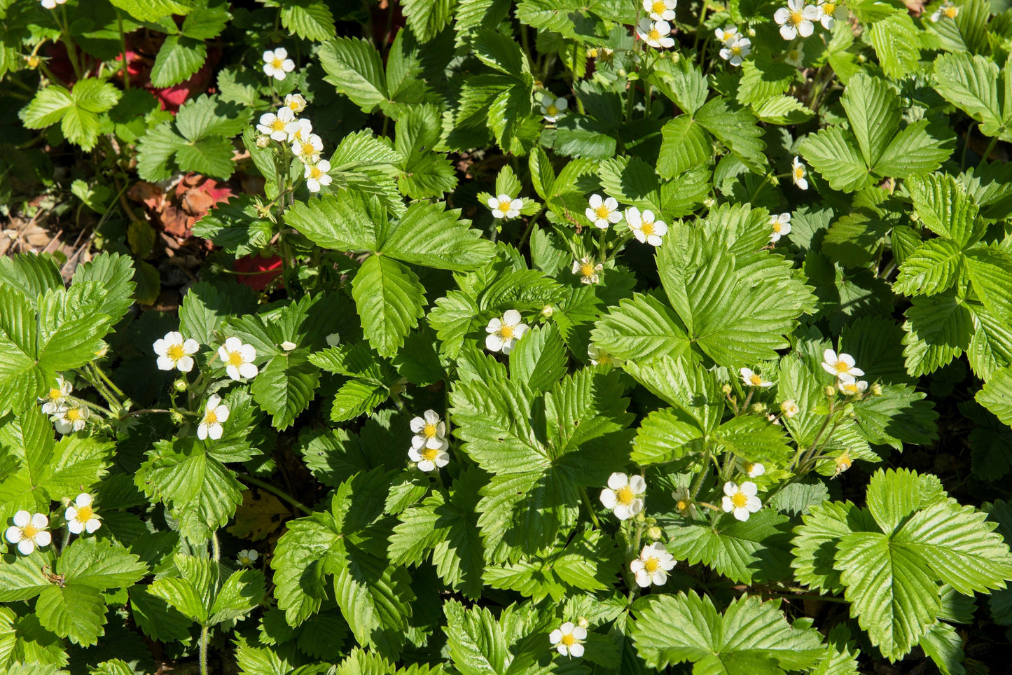 20 Pineapple Crush Strawberry (Fragaria Vesca) Seeds