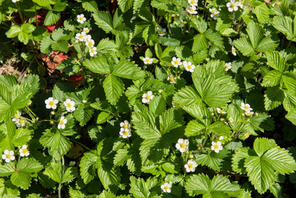 20 Pineapple Crush Strawberry (Fragaria Vesca) Seeds