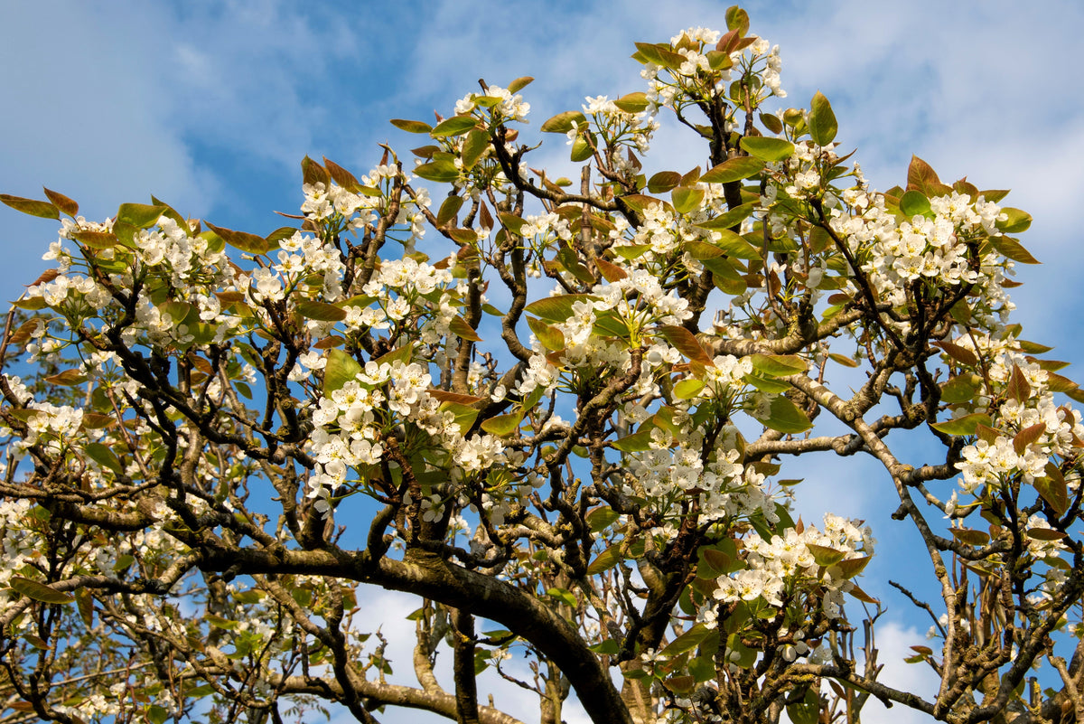 Asian Pear (Pyrus pyrifolia) Seeds – 20 ct