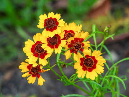 1000 Golden Wave Coreopsis (Coreopsis Basalis) Flower Seeds