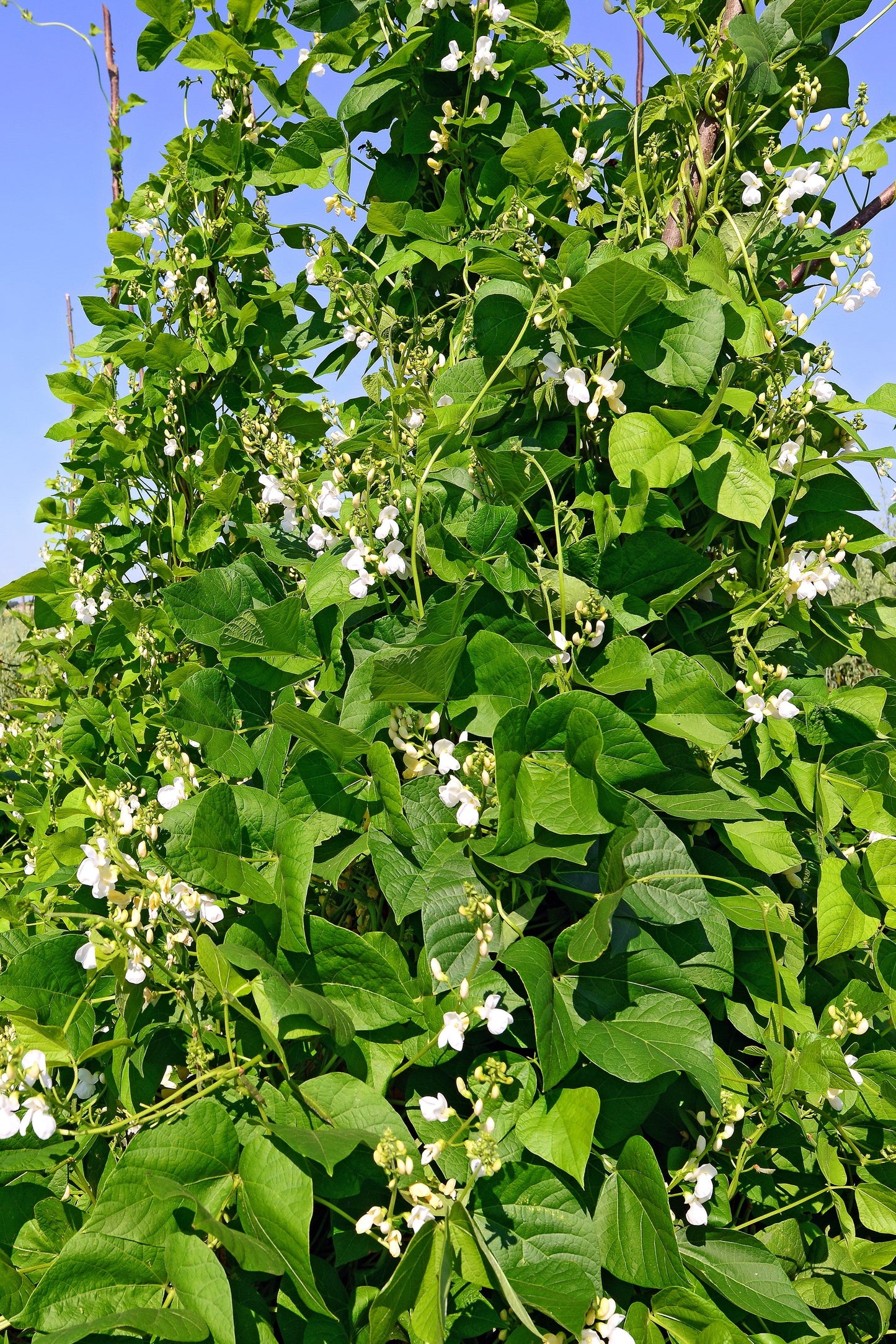 50 Kentucky Wonder Pole Bean (Phaseolus Vulgaris) Seeds