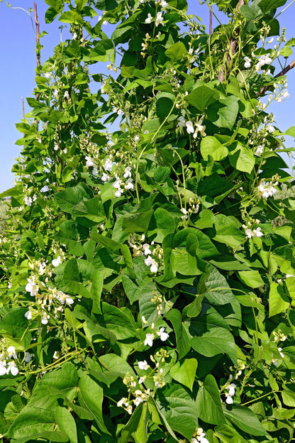 50 Kentucky Wonder Pole Bean (Phaseolus Vulgaris) Seeds