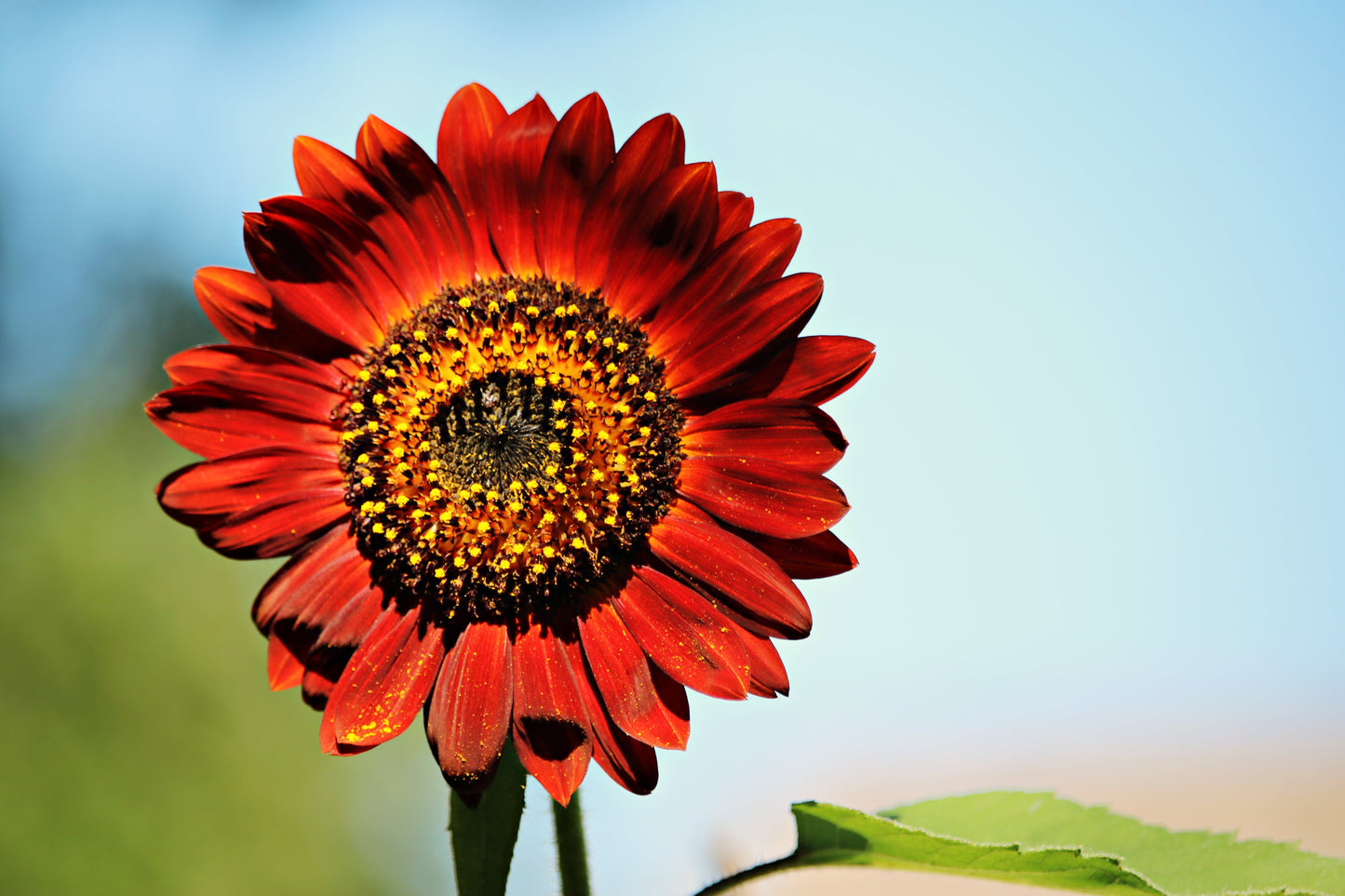 25 Velvet Queen Sunflower (Helianthus Annuus) Seeds