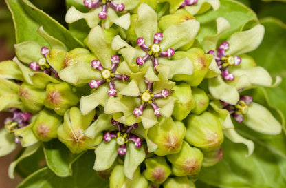 Green Spider Milkweed (Asclepias viridis) Seeds – 20 ct