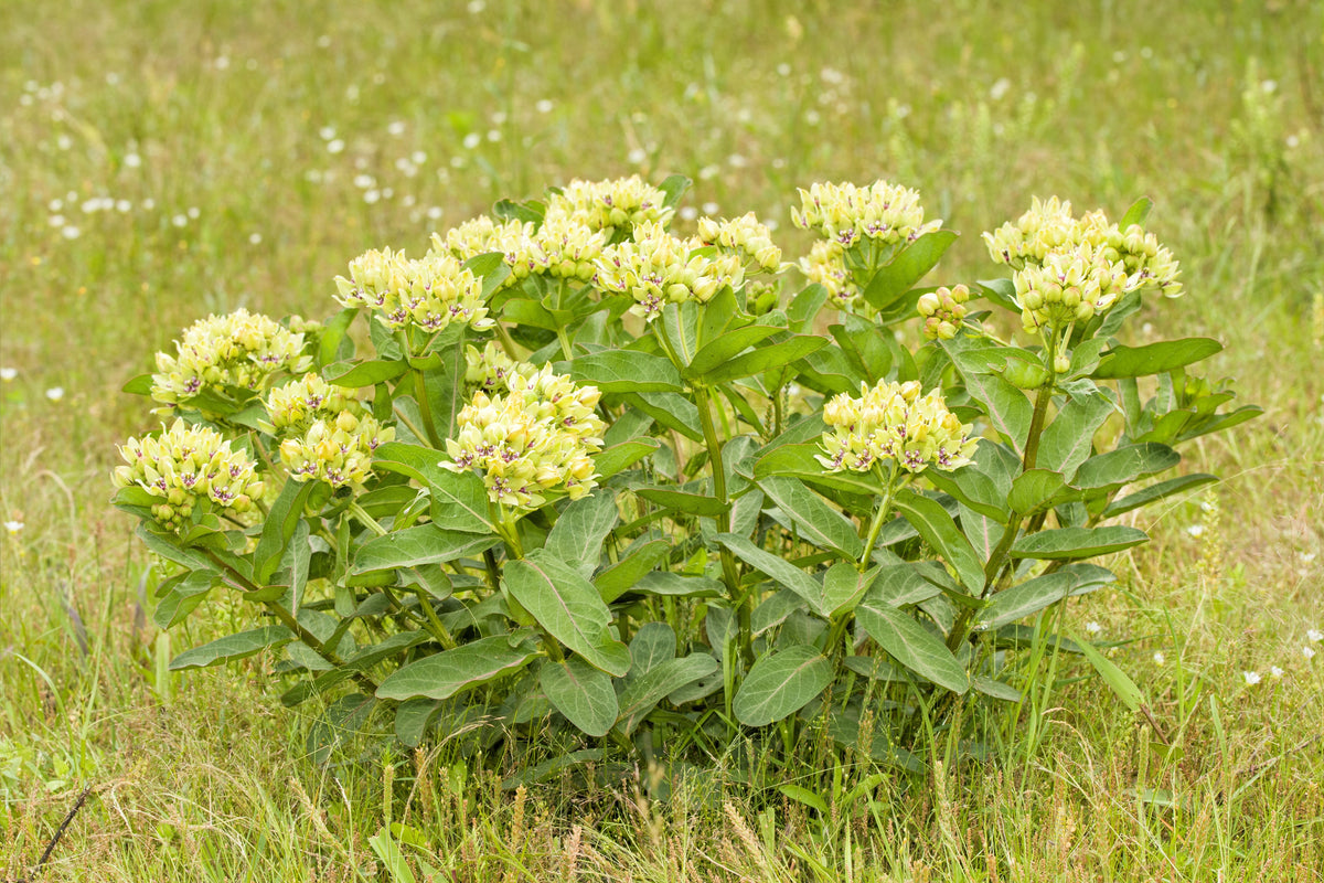 Green Spider Milkweed (Asclepias viridis) Seeds – 20 ct