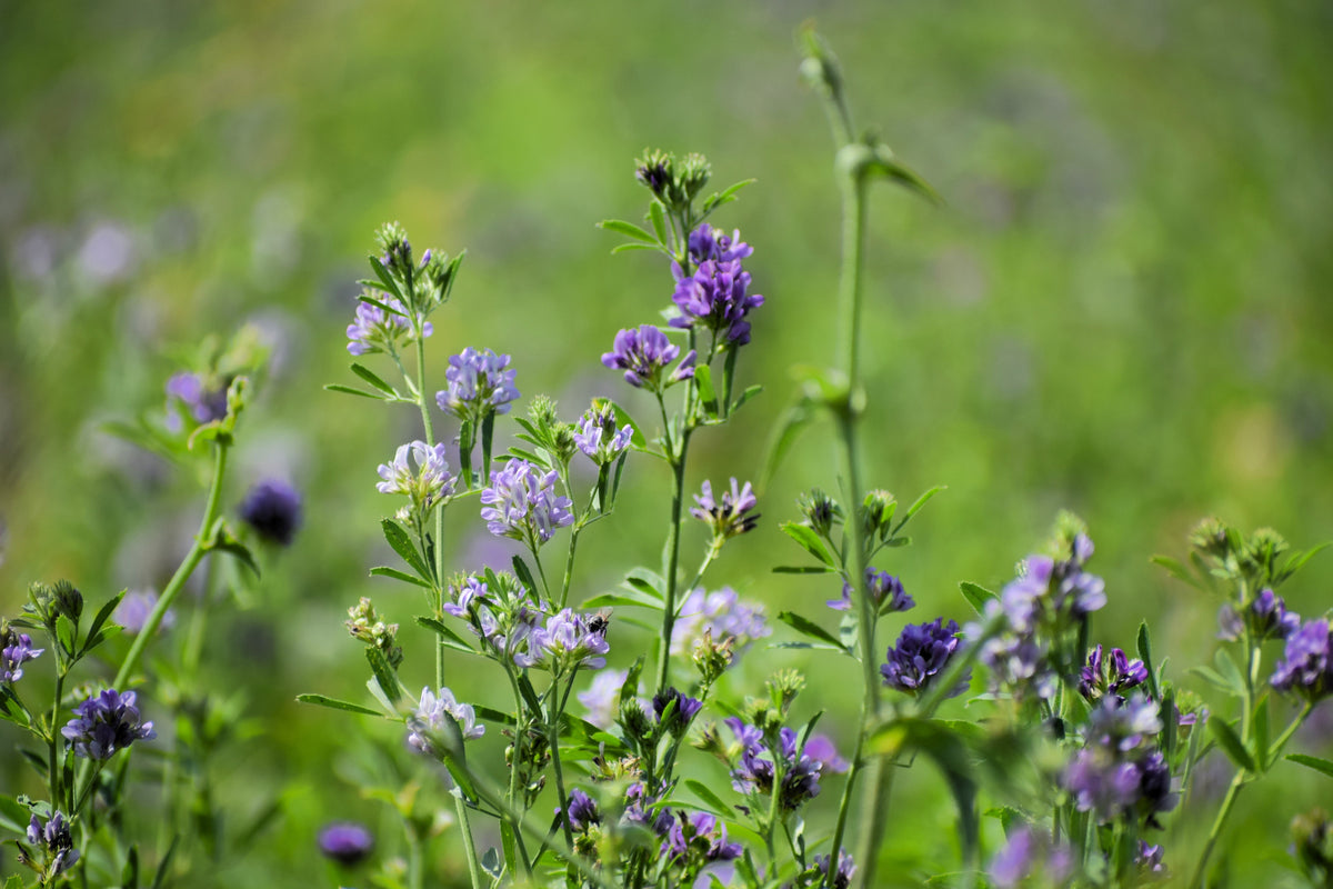 2000 Alfalfa (Medicago Sativa) Seeds