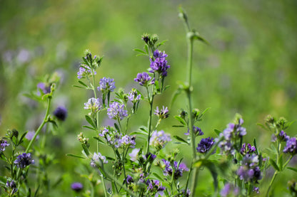 2000 Alfalfa (Medicago Sativa) Seeds