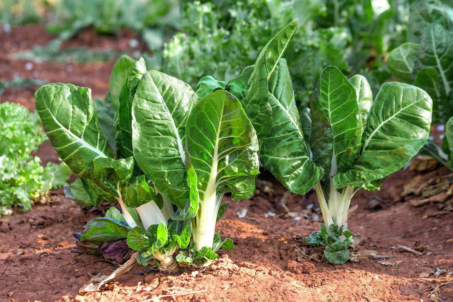 250 Barese Swiss Chard (Beta Vulgaris) Seeds
