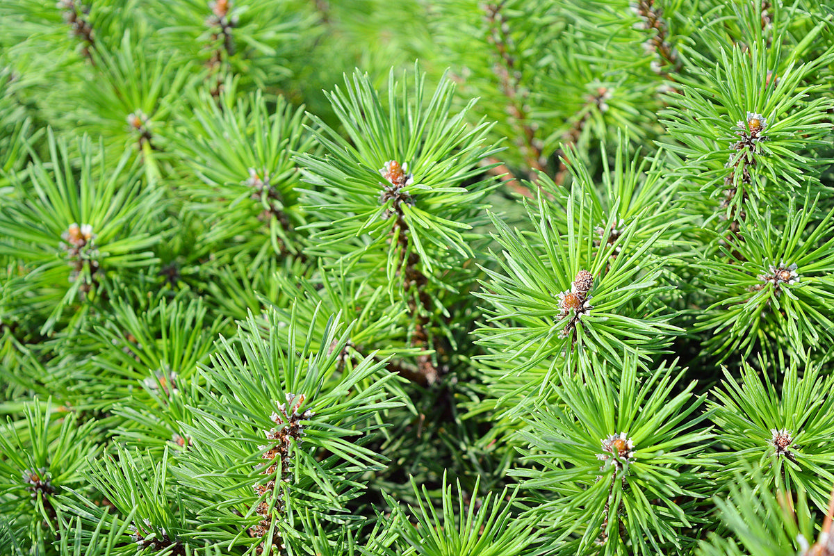 25 MUGO PINE Dwarf Evergreen Pinus Pumilio Shrub Seeds