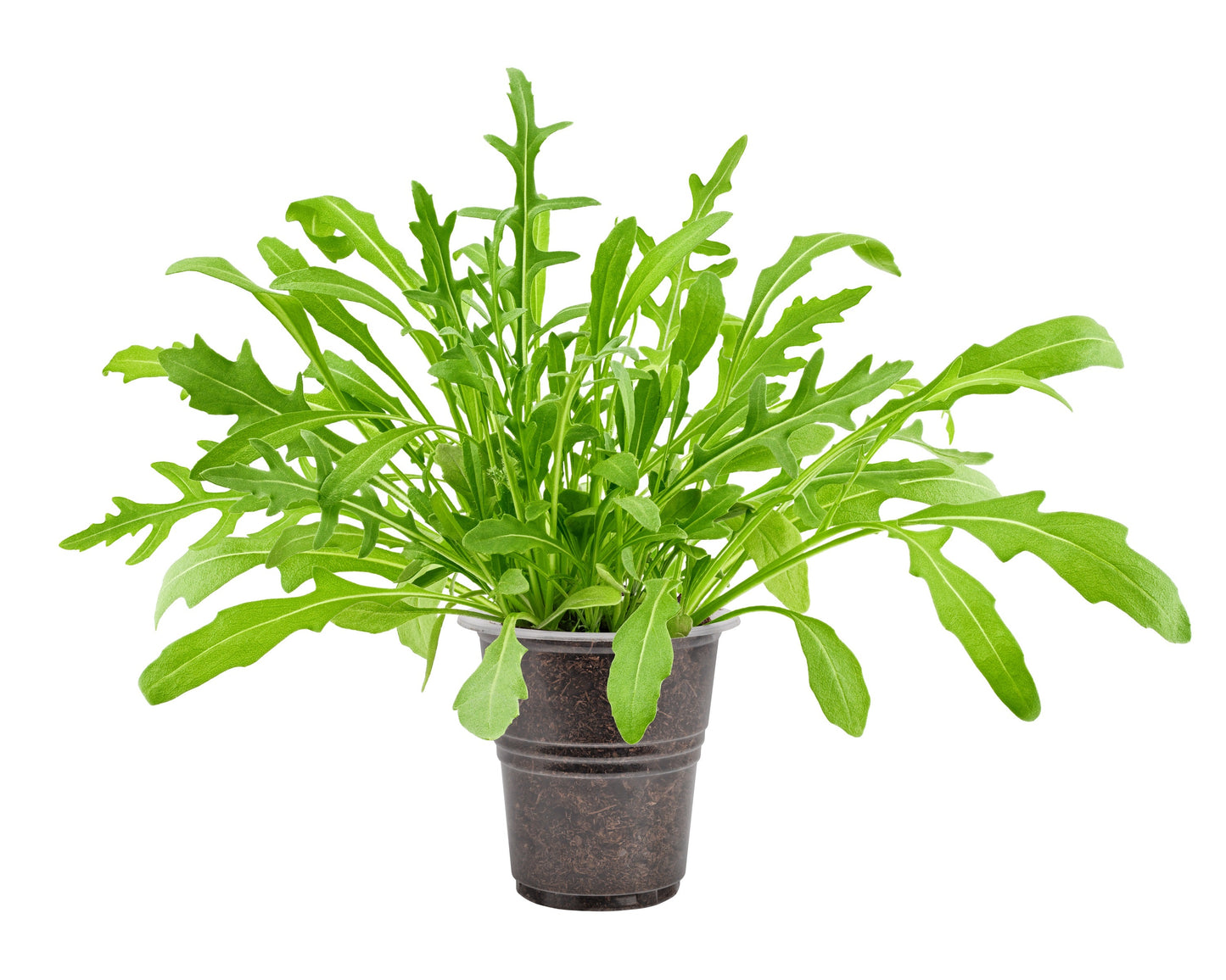 2000 Arugula (Eruca Vesicaria Sativa) Seeds