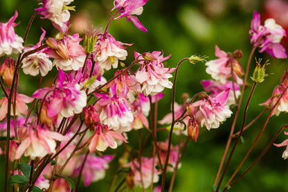 50 Rose Star Columbine (Aquilegia Caerulea) Seeds