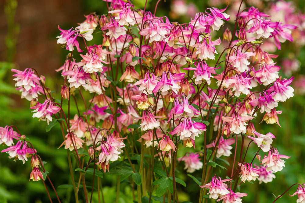 50 Rose Star Columbine (Aquilegia Caerulea) Seeds