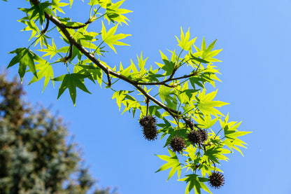 50 AMERICAN SWEETGUM Liquidambar Styraciflua Storax Alligator Sweet Gum Tree Seeds - Great Fall Color! Red Yellow Orange Purple