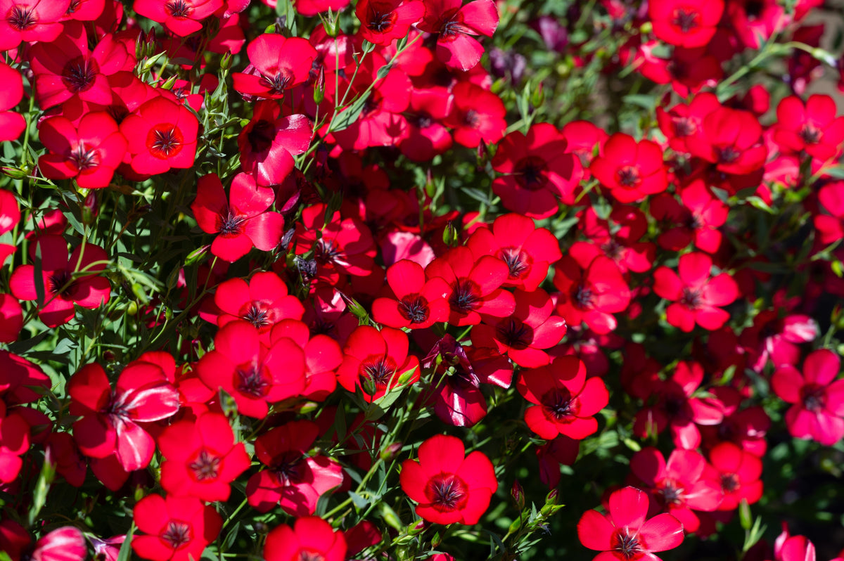 500 Red Scarlet Flax (Linum Grandiflorum Rubrum) Seeds