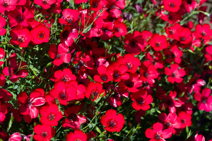 500 Red Scarlet Flax (Linum Grandiflorum Rubrum) Seeds