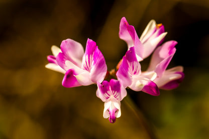 50 Milk Vetch/ Astragalus (Astragalus Sinicus) Seeds