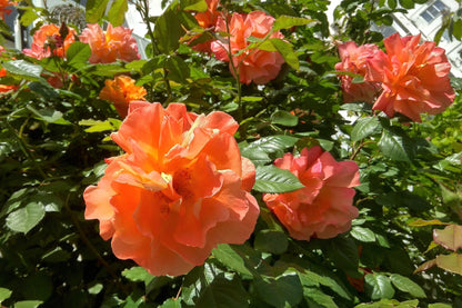 Orange Climbing Rose (Rosa spp.) Seeds – 5 ct