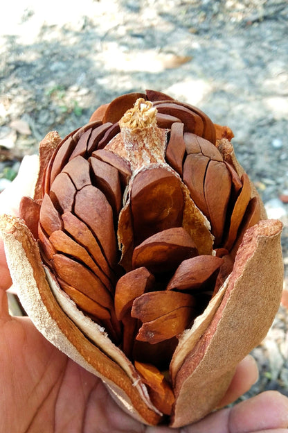 5 True Mahogany Tree (Honduran; Swietenia Macrophylla) Seeds