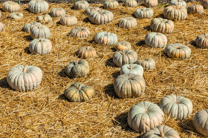 15 JARRAHDALE GREEN PUMPKIN Jarradale Blue Grey Cucurbita Maxima Vegetable Seeds